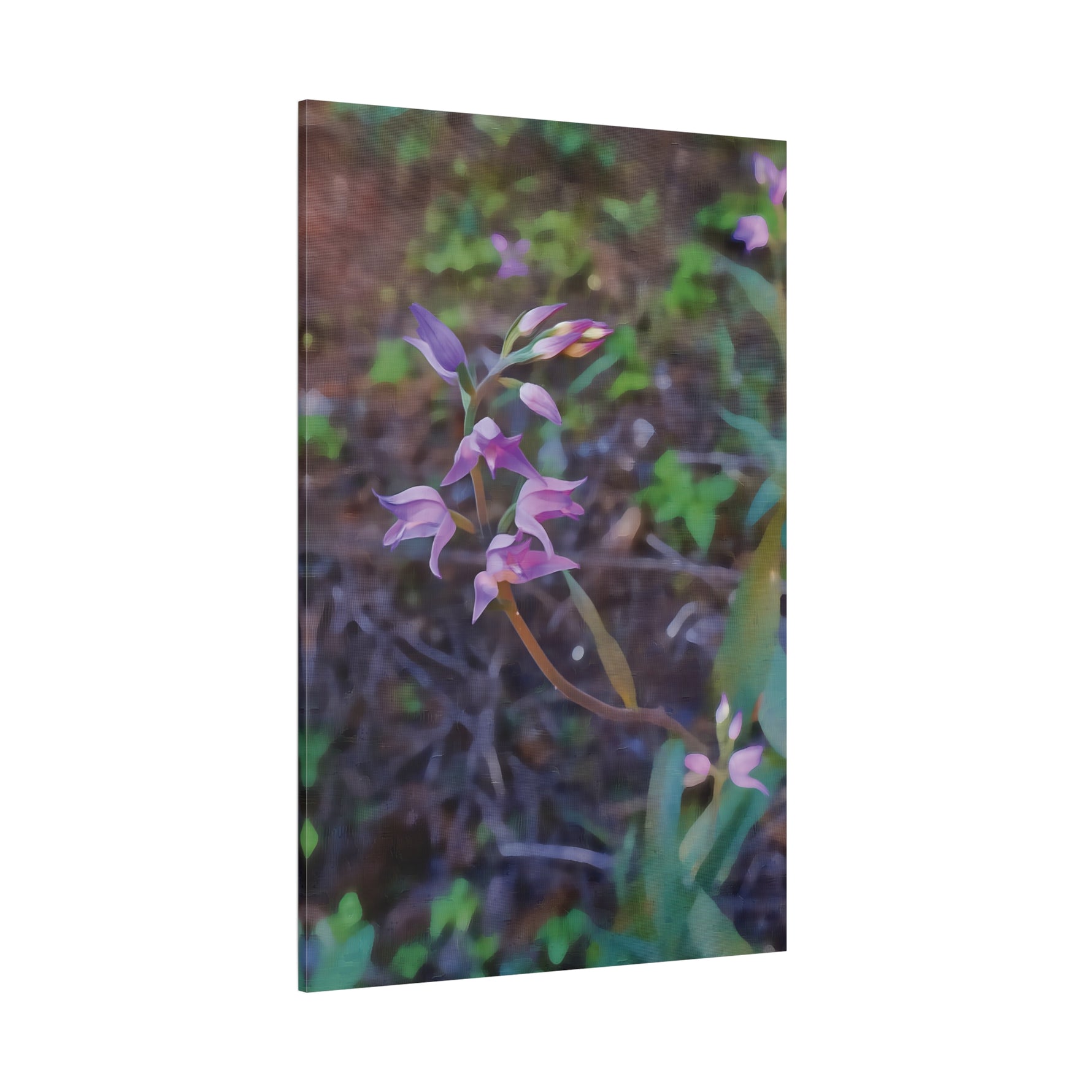 Stretched Matte Canvas - Flower of Cephalanthera Rubra