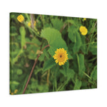 Stretched Matte Canvas - Flower of Crisantemo Campestre (Glebionis Segetum)