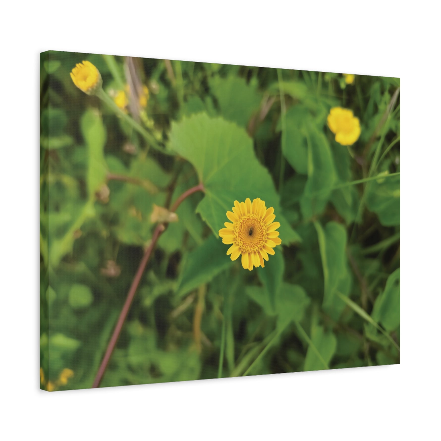 Stretched Matte Canvas - Flower of Crisantemo Campestre (Glebionis Segetum)