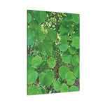 Stretched Matte Canvas - Tilia Tree Leaves