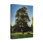 Stretched Matte Canvas - Tree in a lawn (Variant 1)