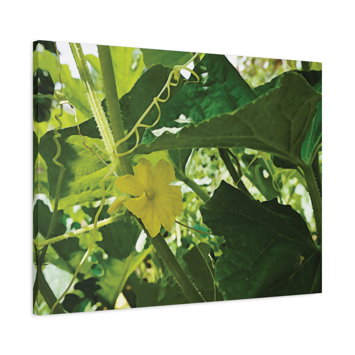 Stretched Matte Canvas - Flower of Cucumber