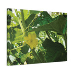 Stretched Matte Canvas - Flower of Cucumber