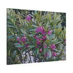 Stretched Matte Canvas - Flower of Oleander