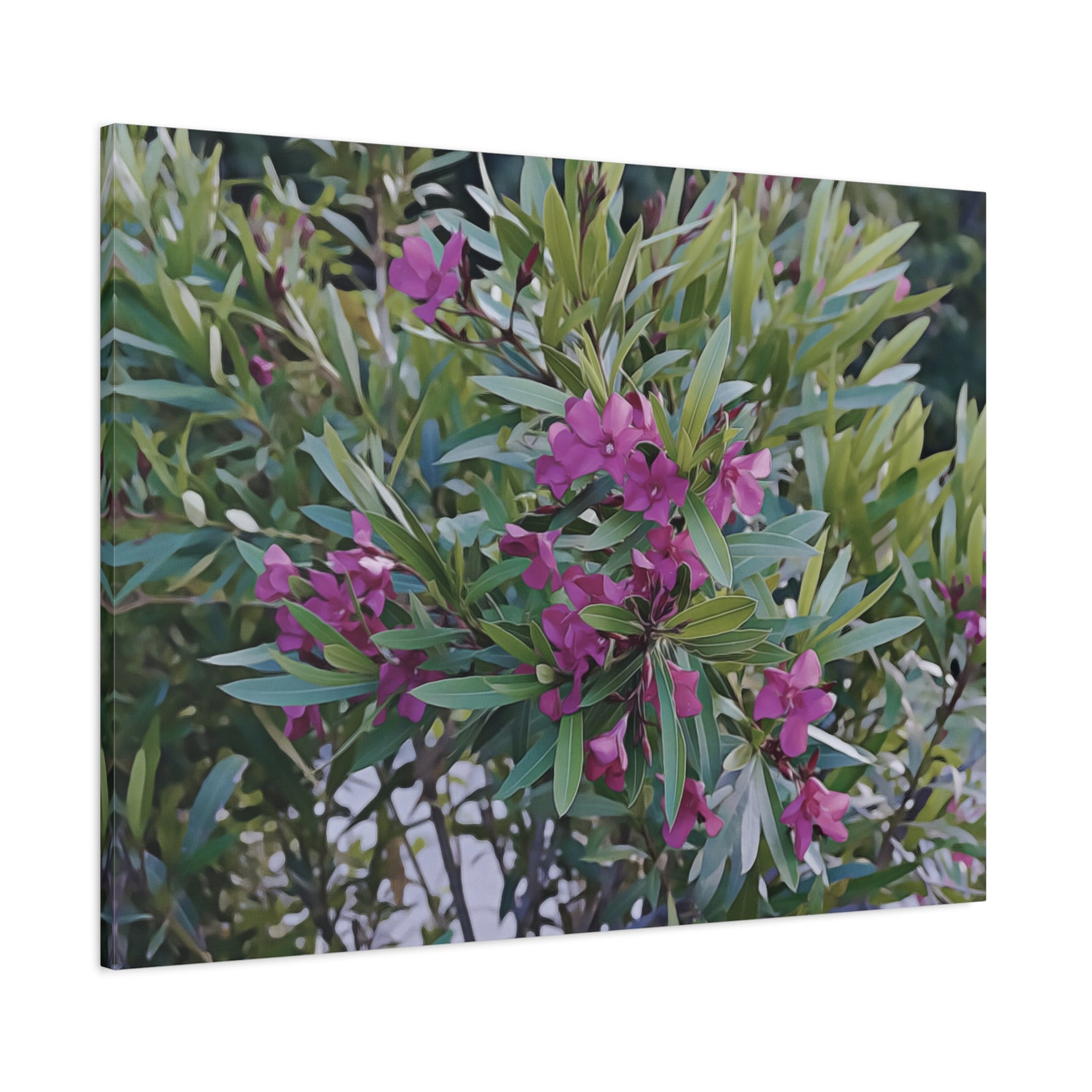 Stretched Matte Canvas - Flower of Oleander