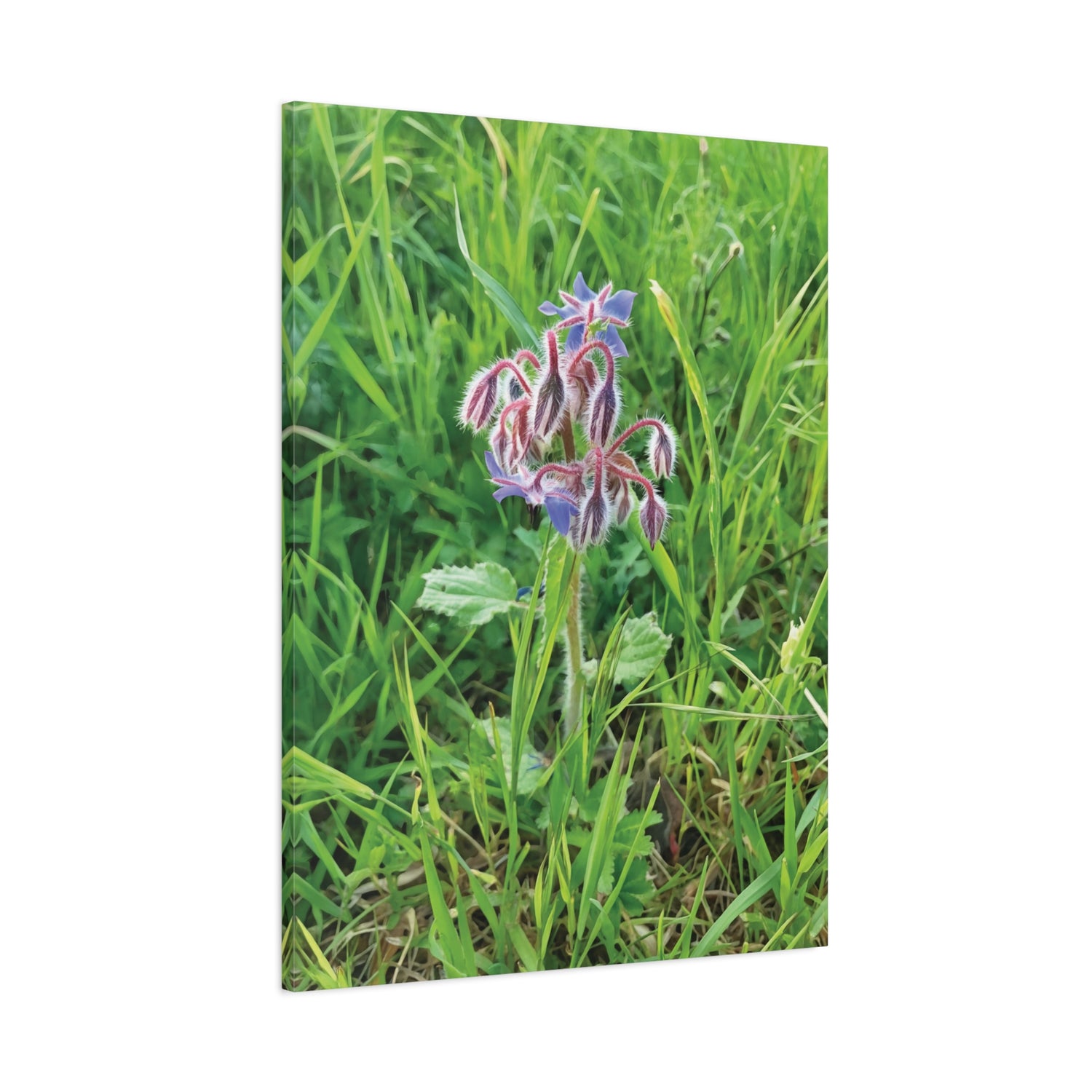 Stretched Matte Canvas - Flower of Borragine