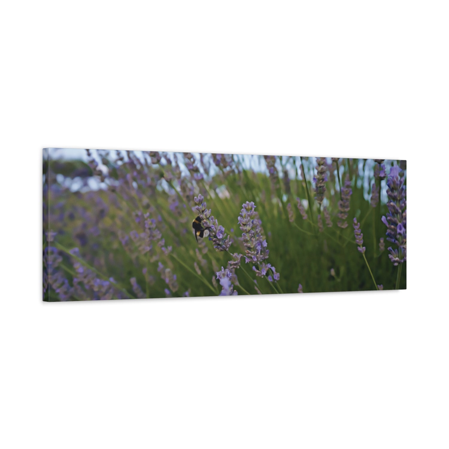 Stretched Matte Canvas - Flower of Lavender with Bombus Insect (Variant 2)