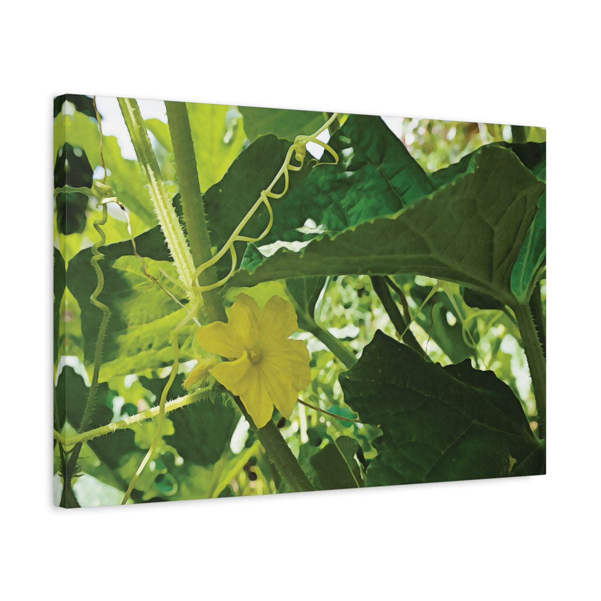 Stretched Matte Canvas - Flower of Cucumber