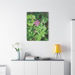 Stretched Matte Canvas - Flower of Geranium Robertianum