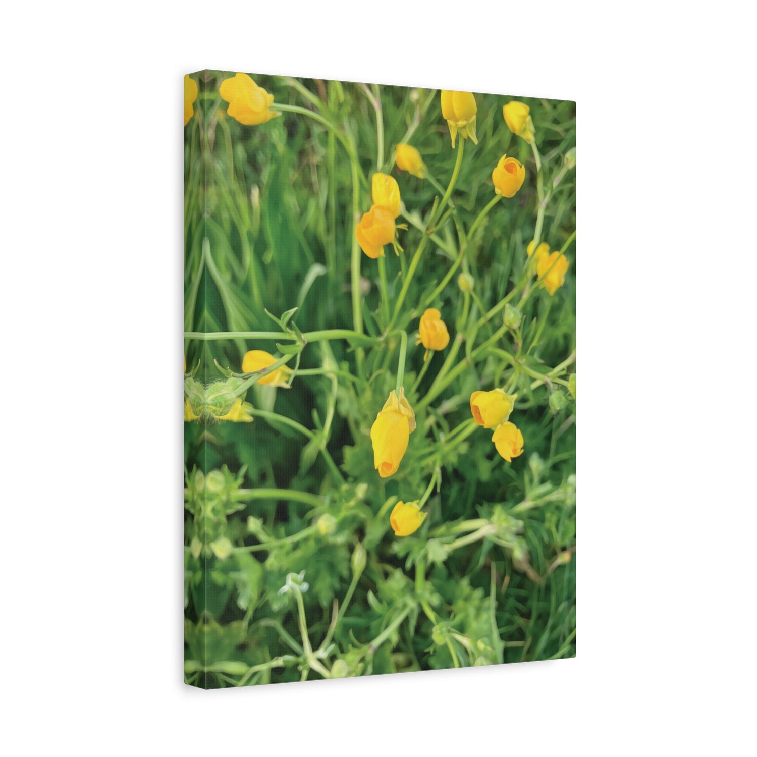 Stretched Matte Canvas - Flower of Ranunculus Acris