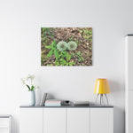 Stretched Matte Canvas - Flower of Tarassaco (Soffione)