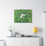 Stretched Matte Canvas - Flower of Thalictrum Aquilegiifolium