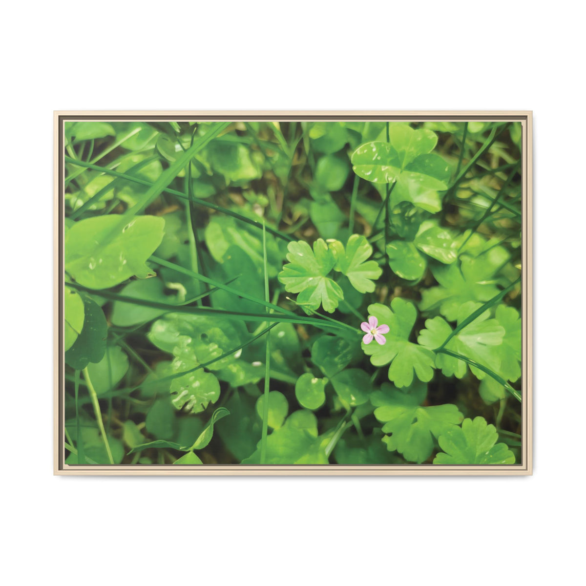 Geranium Lucidum | Framed Canvas