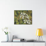 Stretched Matte Canvas - Flower with a small insect
