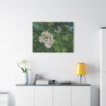 Stretched Matte Canvas - Flower of Elderberry (Sambucus)
