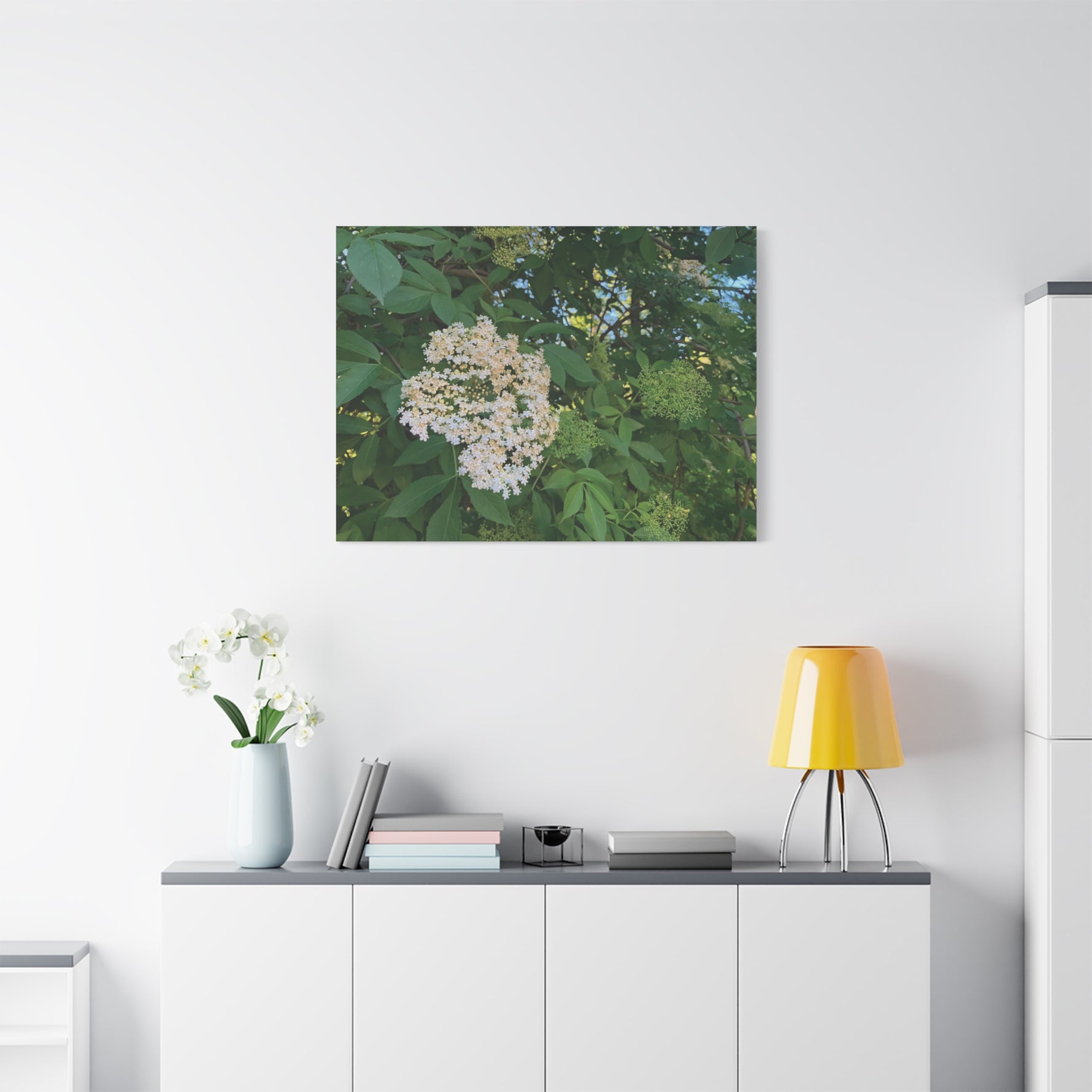 Stretched Matte Canvas - Flower of Elderberry (Sambucus)