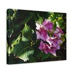 Stretched Matte Canvas - Flower of Ortensia/Hydrangea Macrophylla