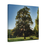 Stretched Matte Canvas - Tree in a lawn (Variant 1)