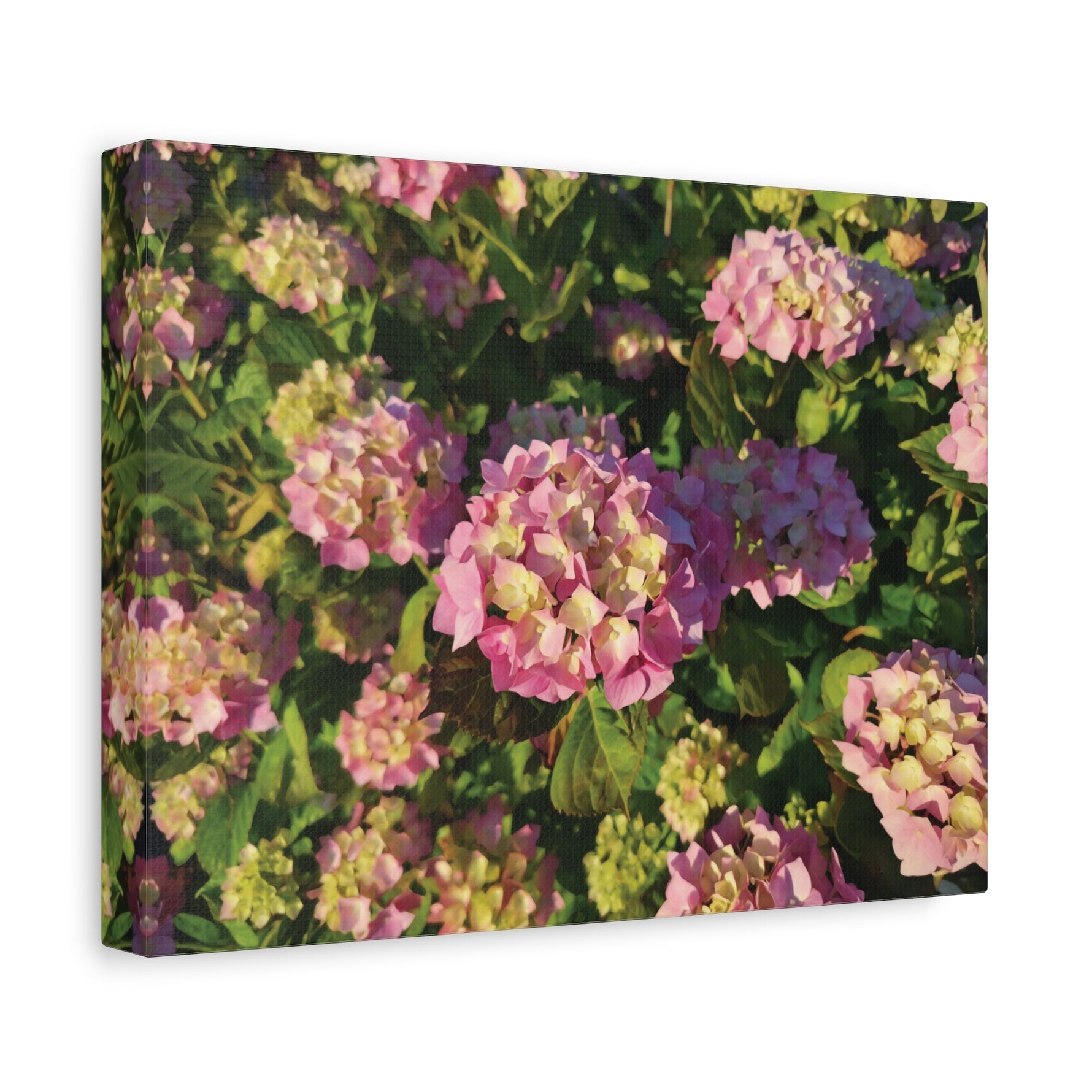 Stretched Matte Canvas - Flower of Ortensia (Pink & Yellow)