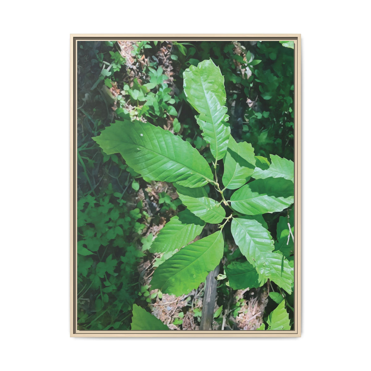 Castanea Tree Leaves | Framed Canvas