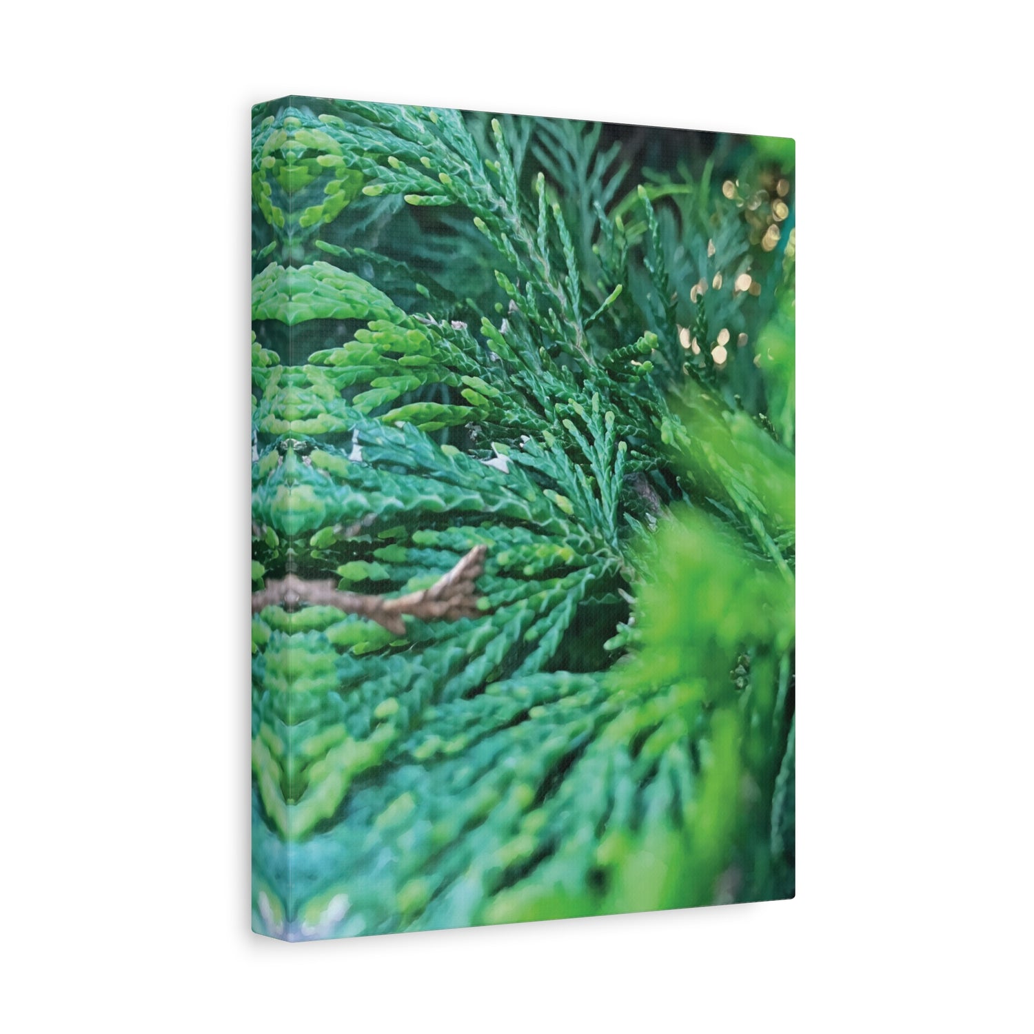 Stretched Matte Canvas - Thuja Plicata Branches