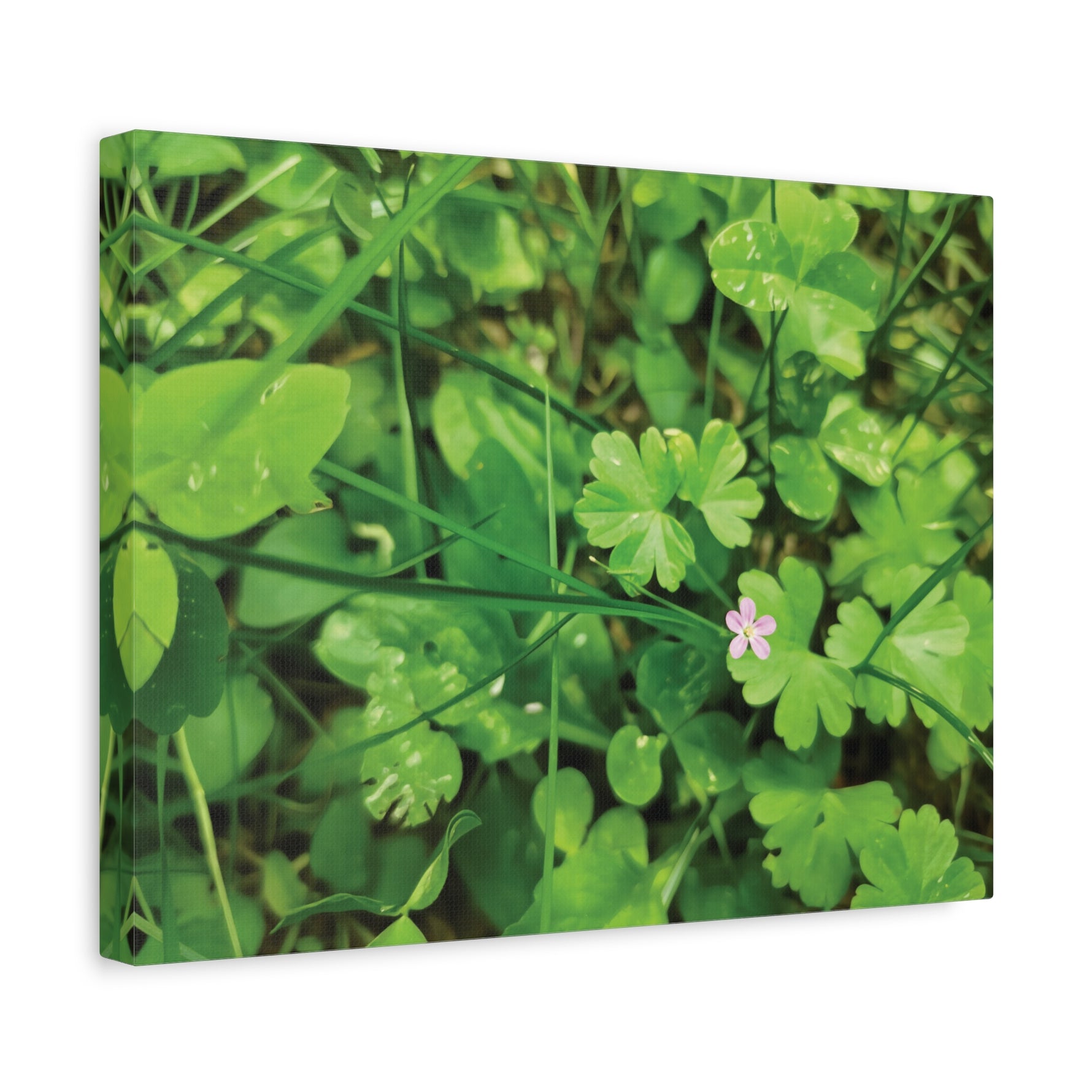 Stretched Matte Canvas - Flower of Geranium Lucidum
