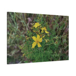 Stretched Matte Canvas - Flower of Hypericum Perforatum