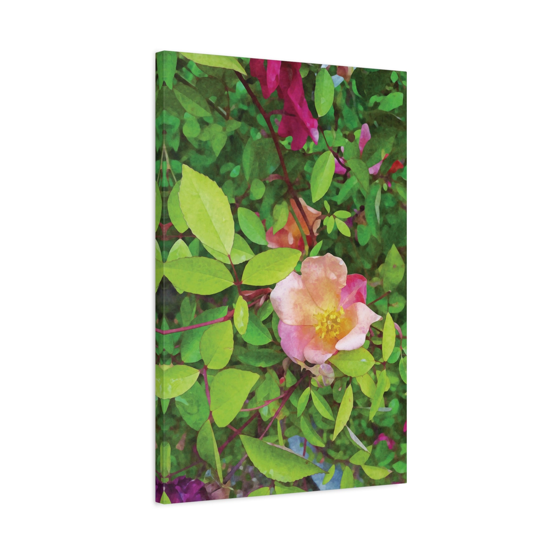 Stretched Matte Canvas - Flower of Rose