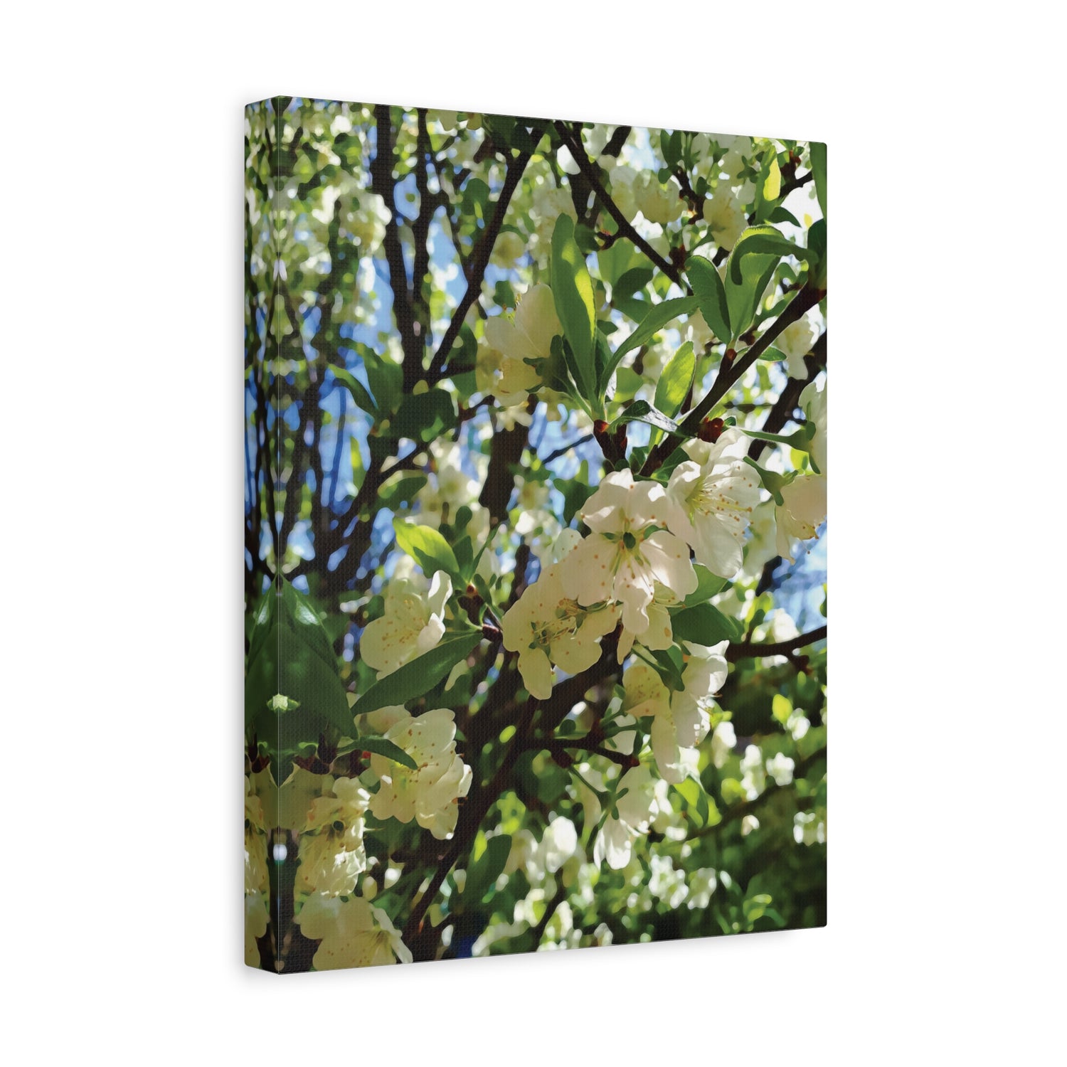 Stretched Matte Canvas - Apple's Tree Flower