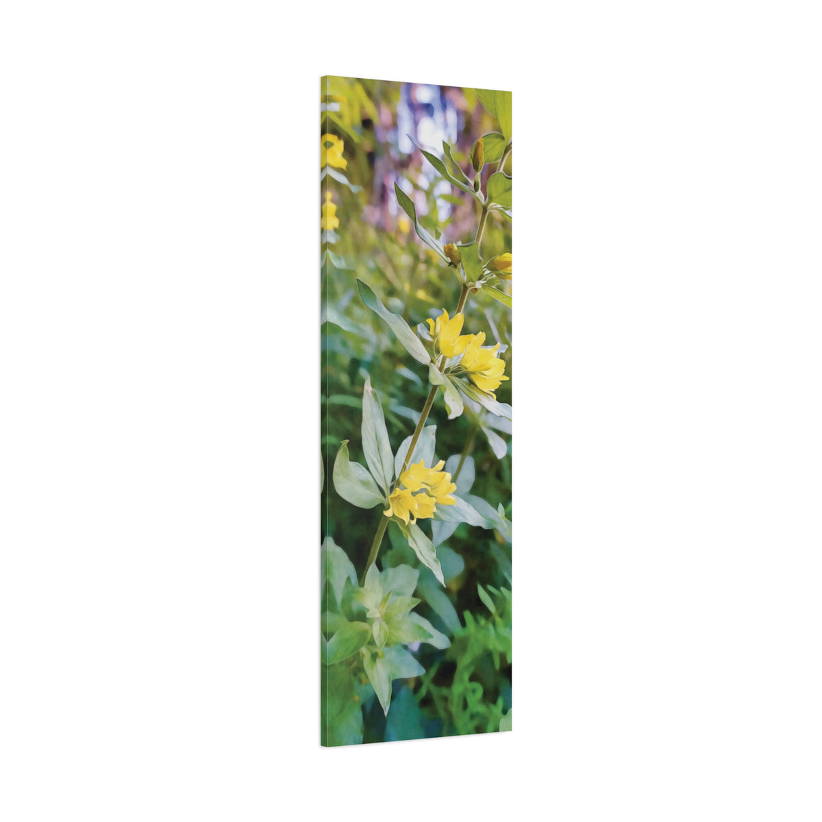 Stretched Matte Canvas - Flower of Lysimachia