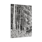 Stretched Matte Canvas - Bamboo (B&W variant)
