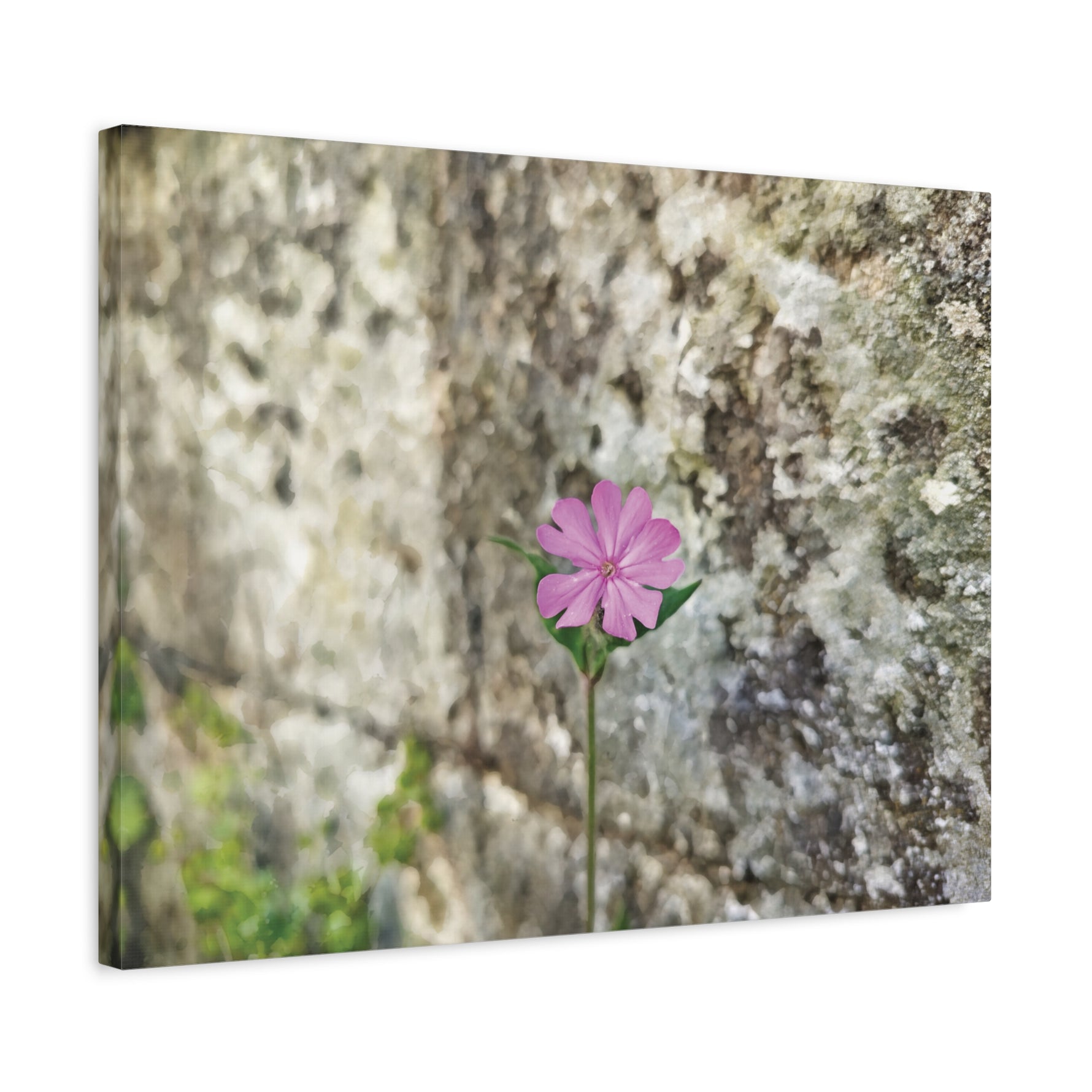Stretched Matte Canvas - Flower of Silene Dioica (Variant 1)