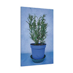Stretched Matte Canvas - Rosemary Plant