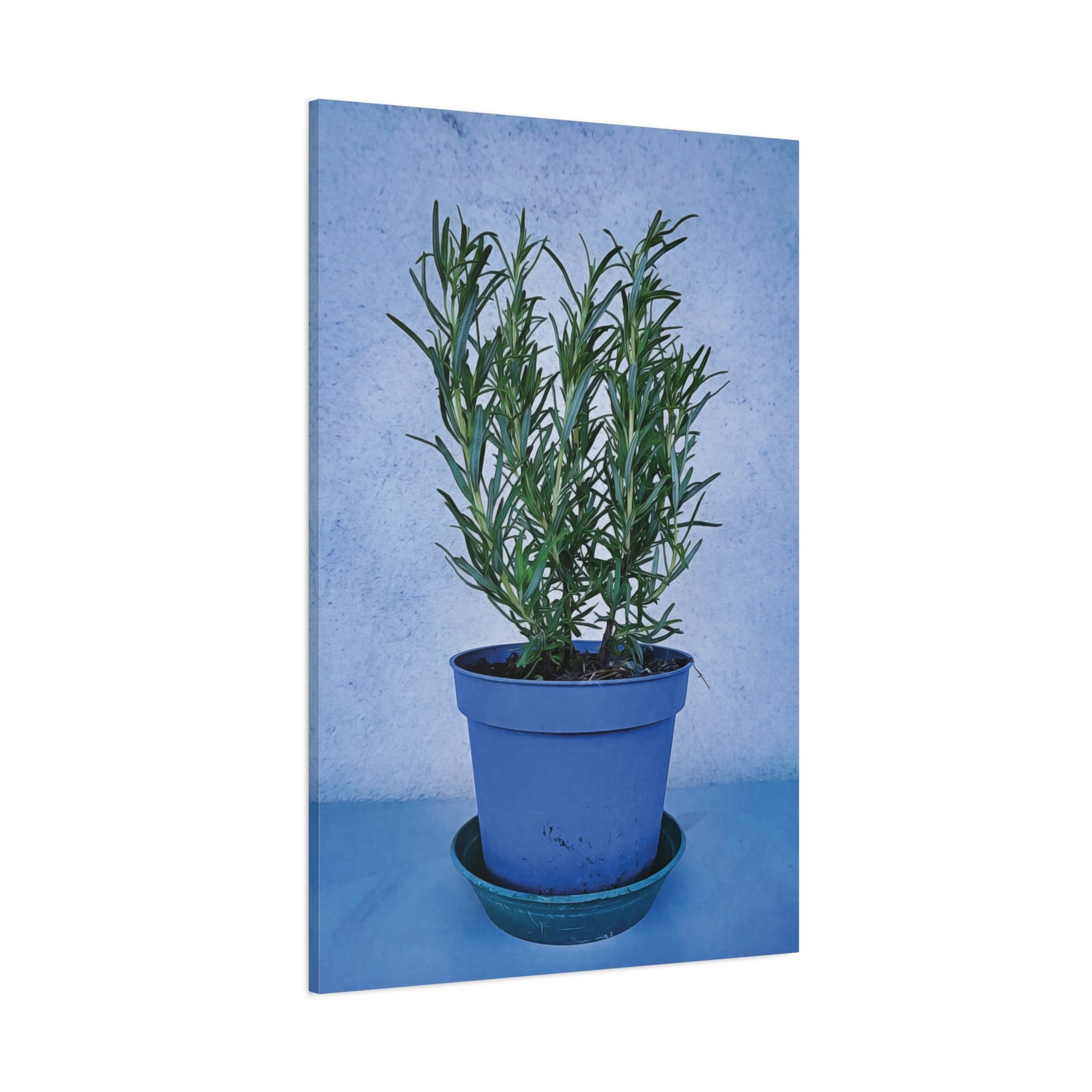 Stretched Matte Canvas - Rosemary Plant