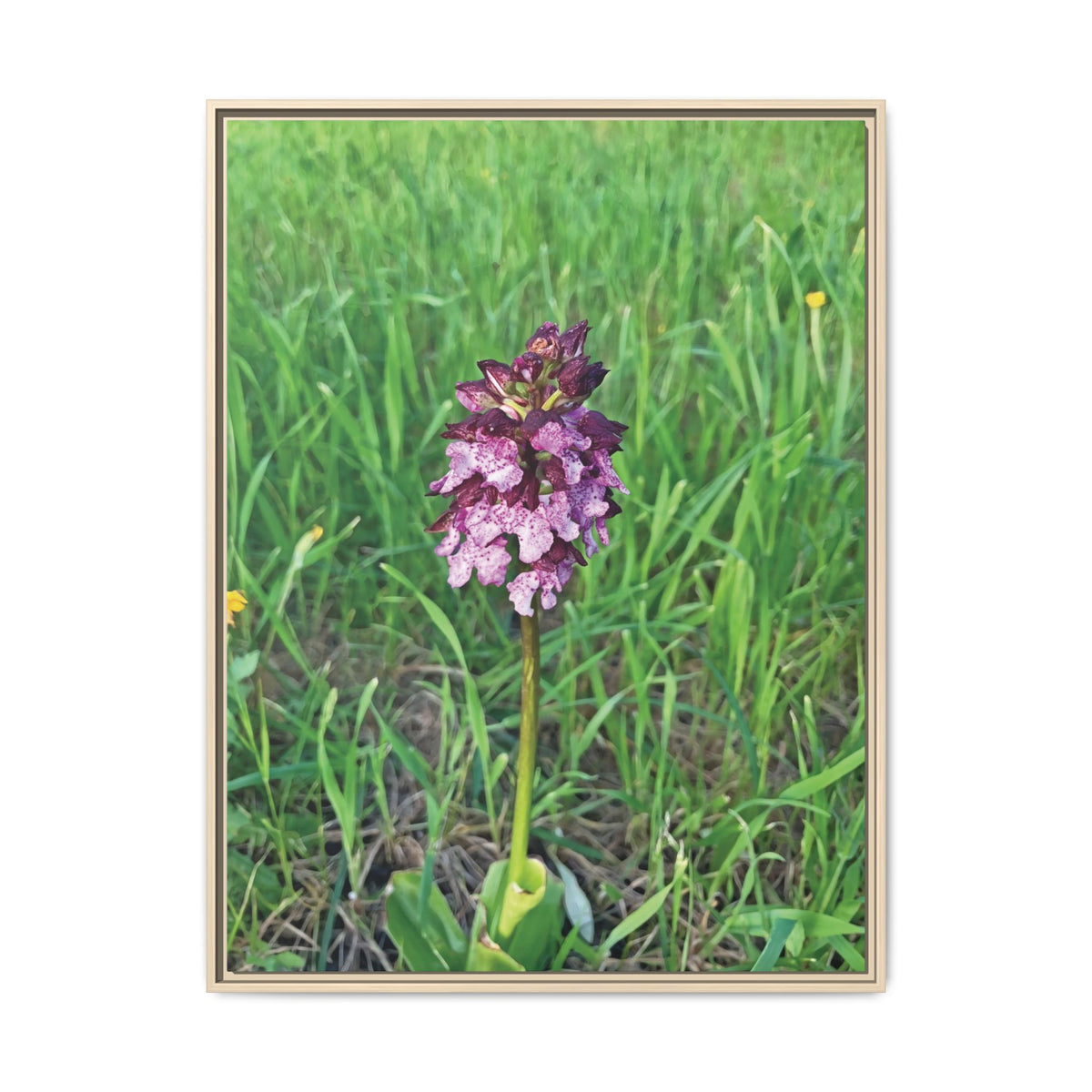 Orchis Purpurea | Framed Canvas