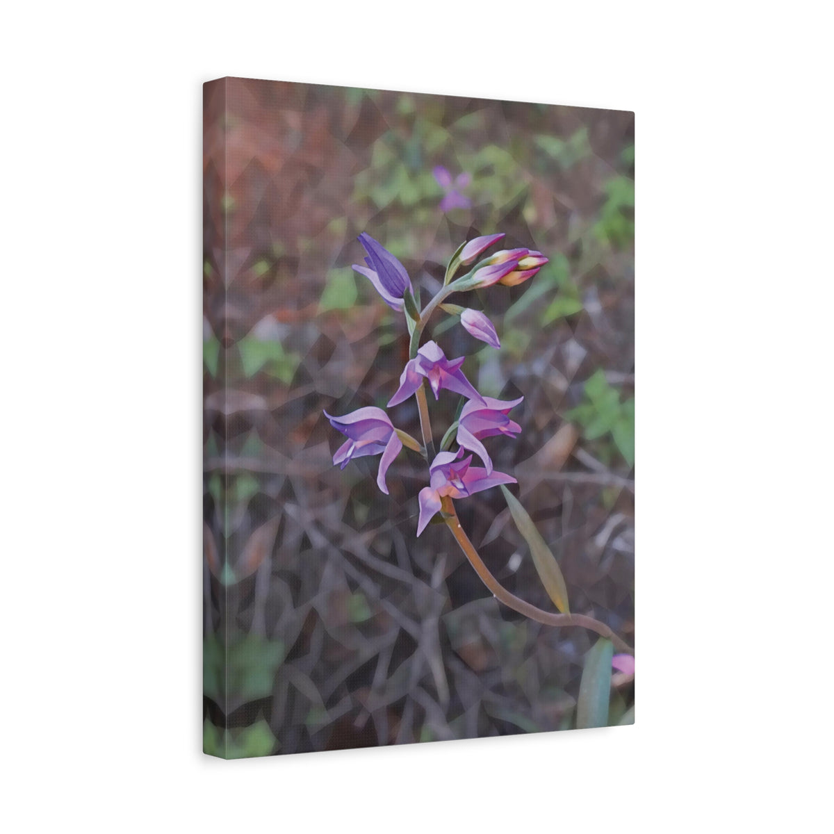 Stretched Matte Canvas - Poly Art - Flower of Cephalanthera Rubra