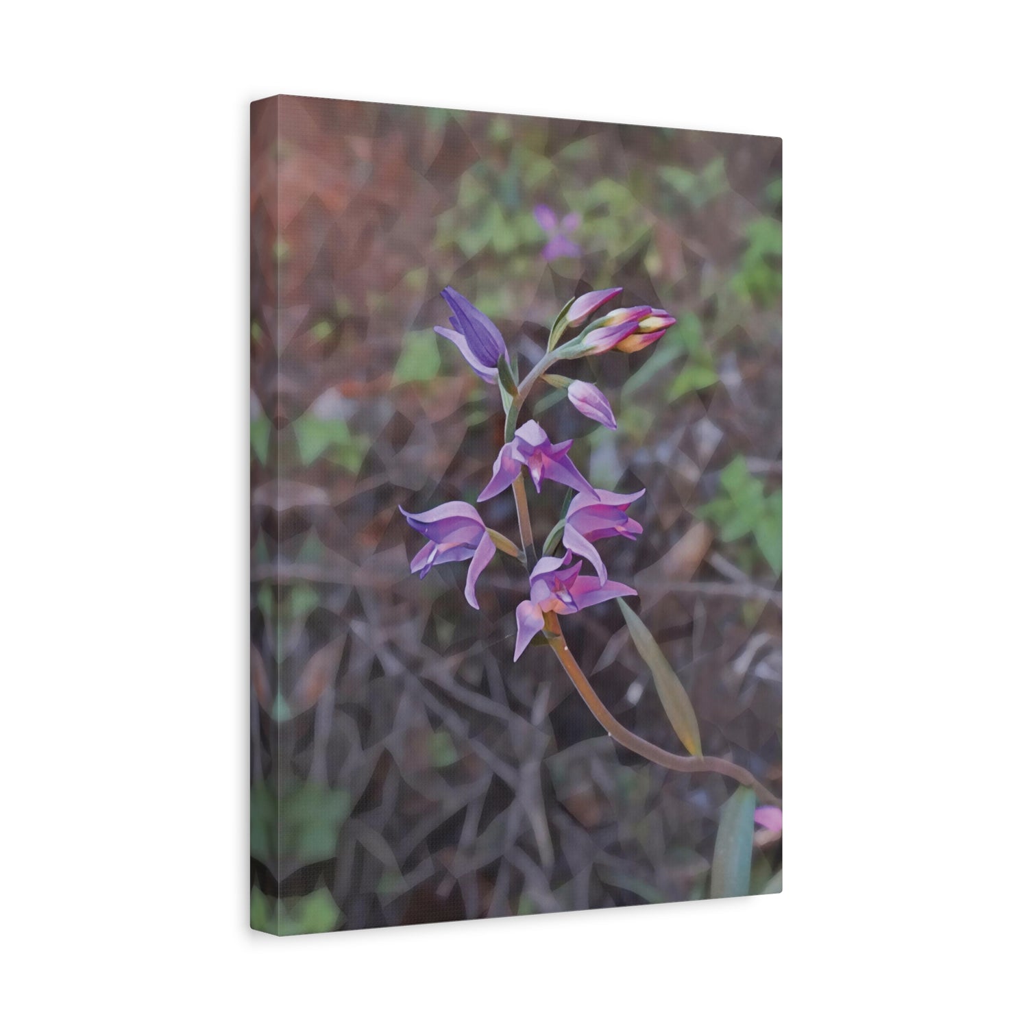 Stretched Matte Canvas - Poly Art - Flower of Cephalanthera Rubra