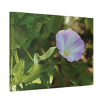 Stretched Matte Canvas - Flower of Convolvulus Arvensis/Vilucchio
