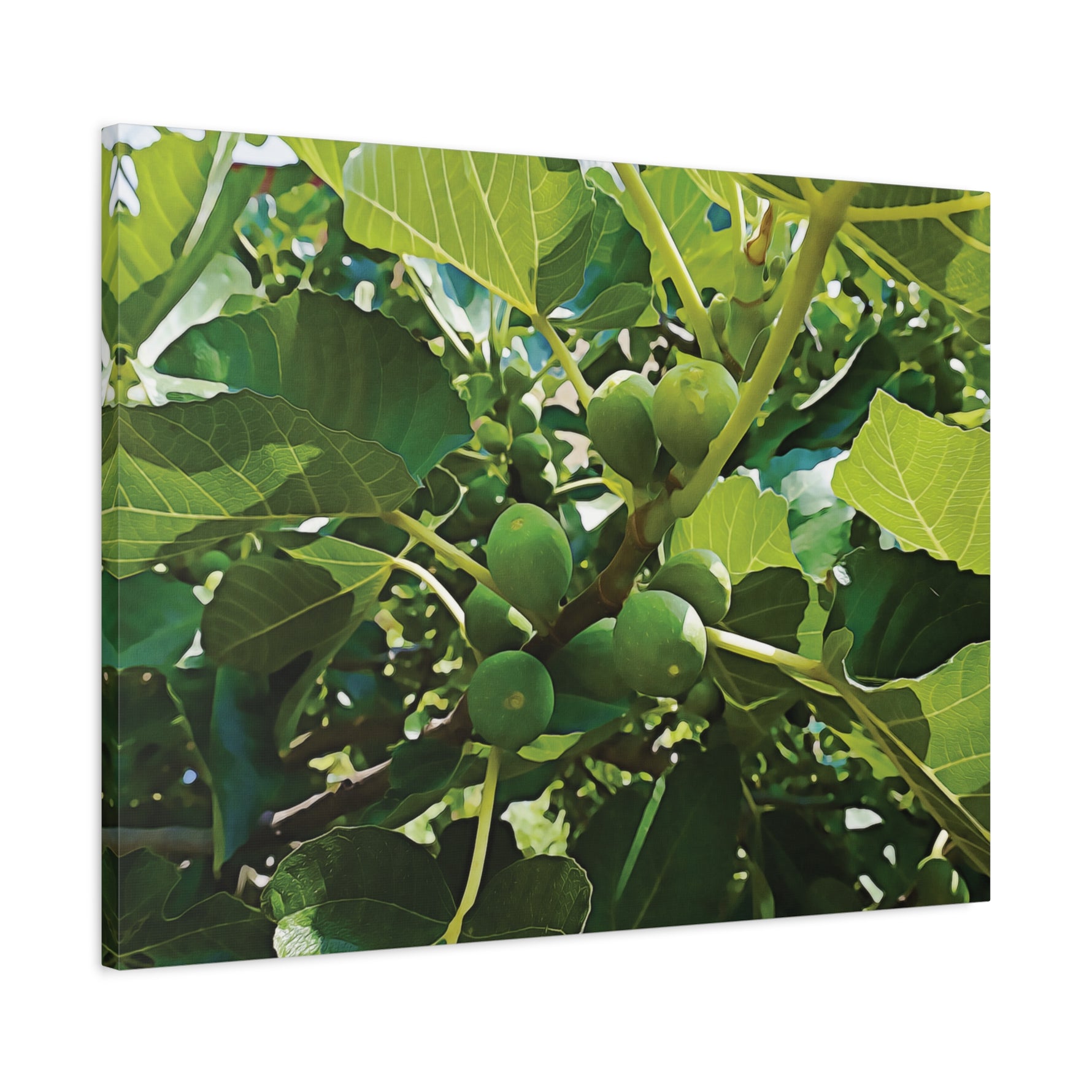 Stretched Matte Canvas - Fig's Plant