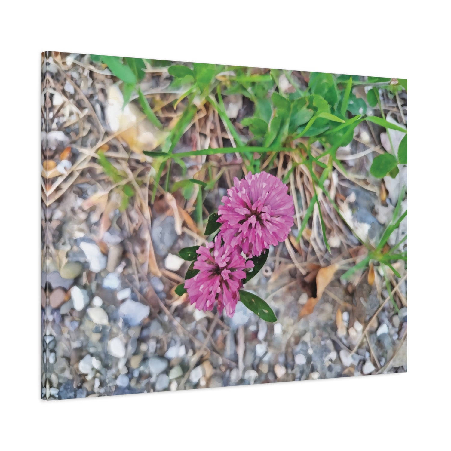 Stretched Matte Canvas - Flower of Trifolium Pratense