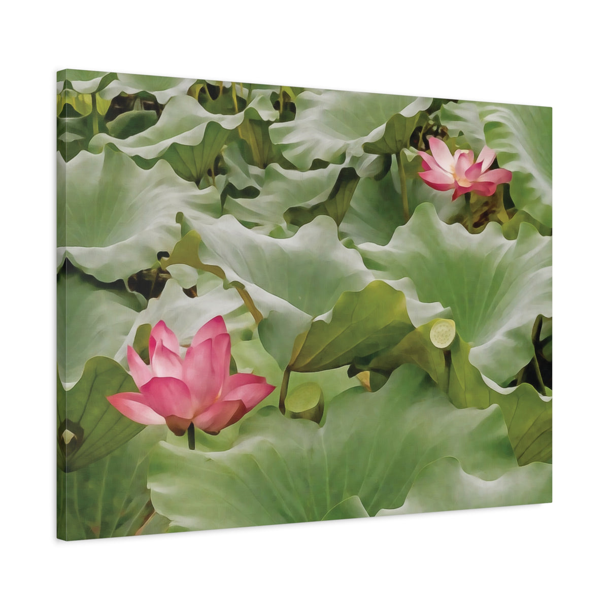 Stretched Matte Canvas - Flower of Lotus