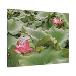 Stretched Matte Canvas - Flower of Lotus