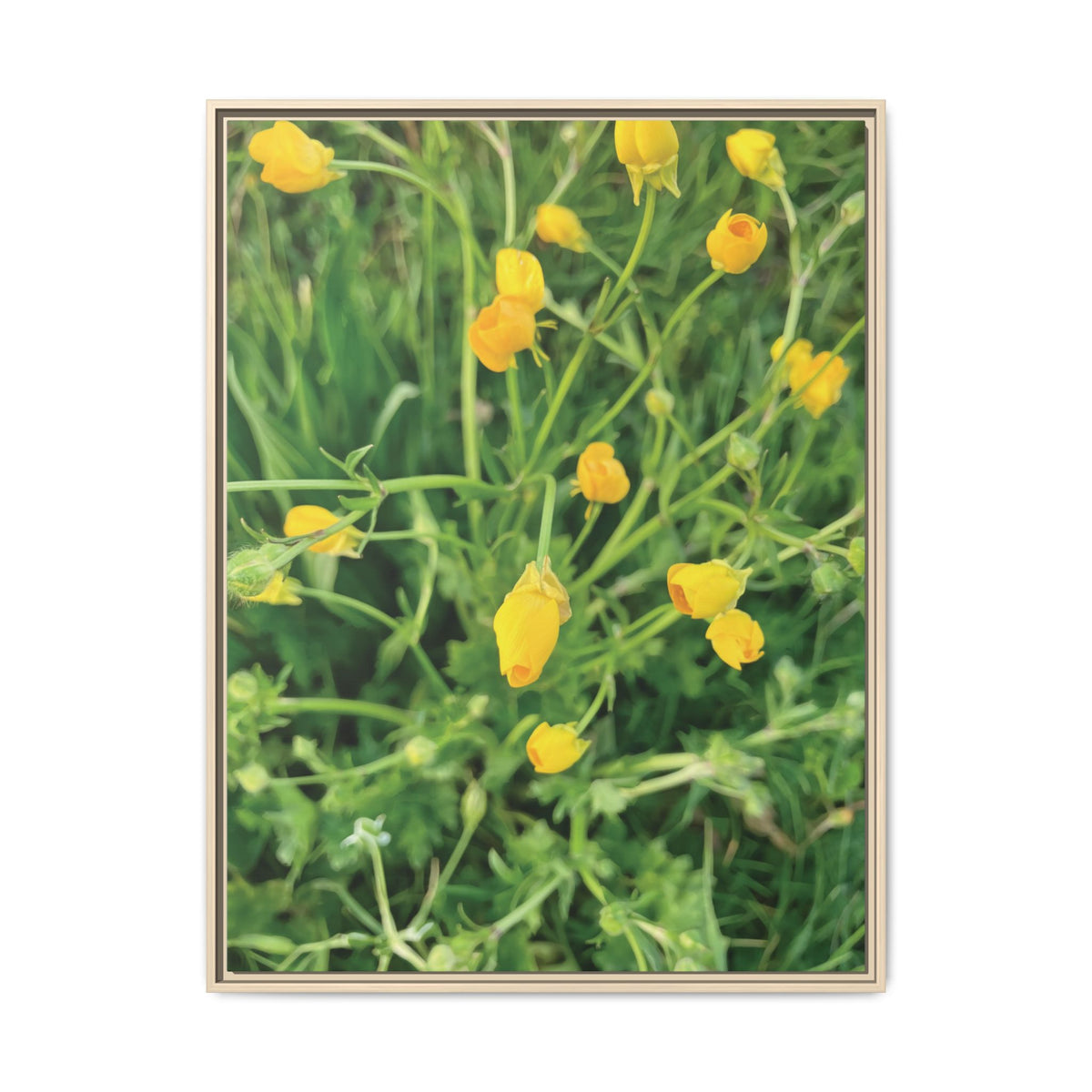 Ranunculus Acris | Framed Canvas
