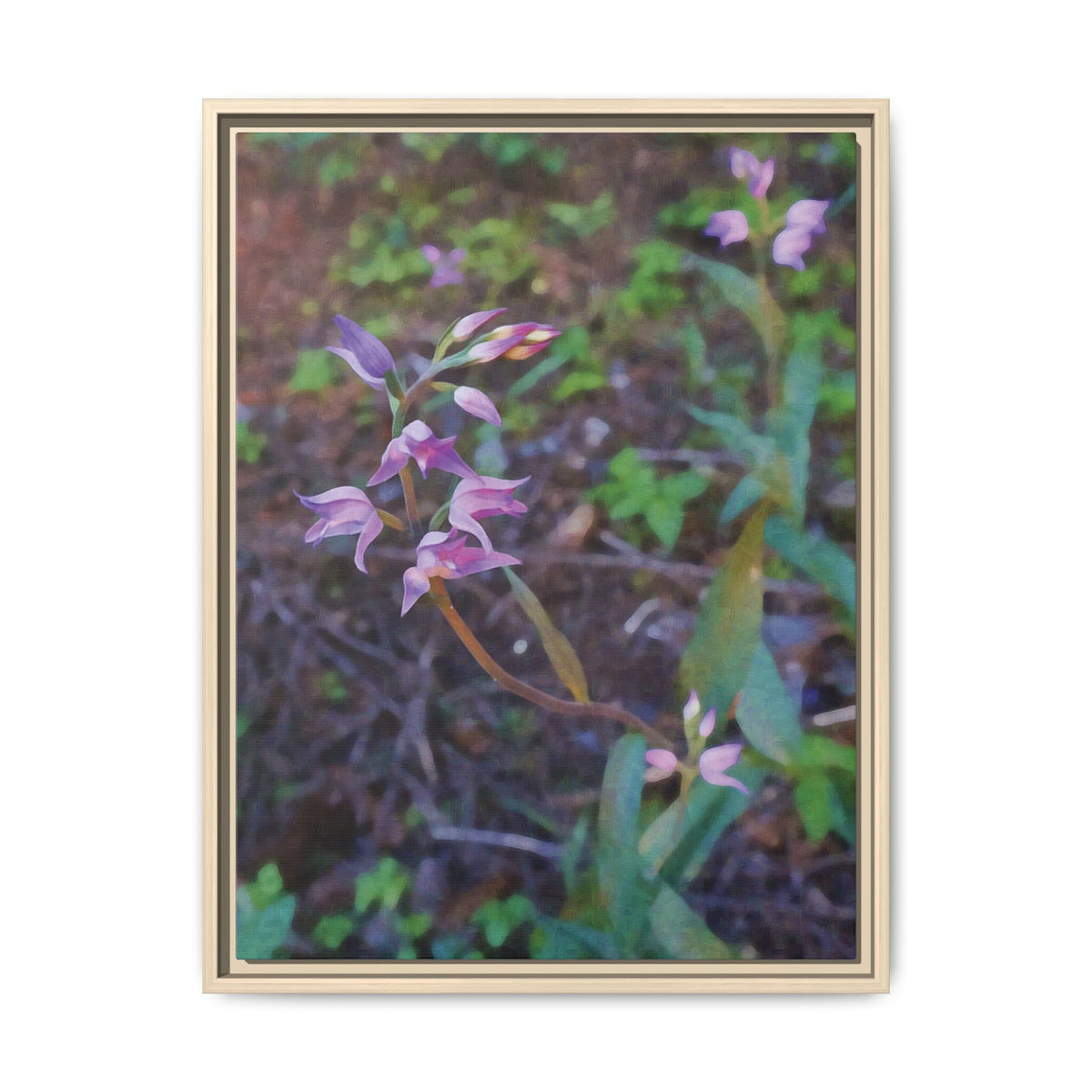 Cephalanthera Rubra | Framed Canvas