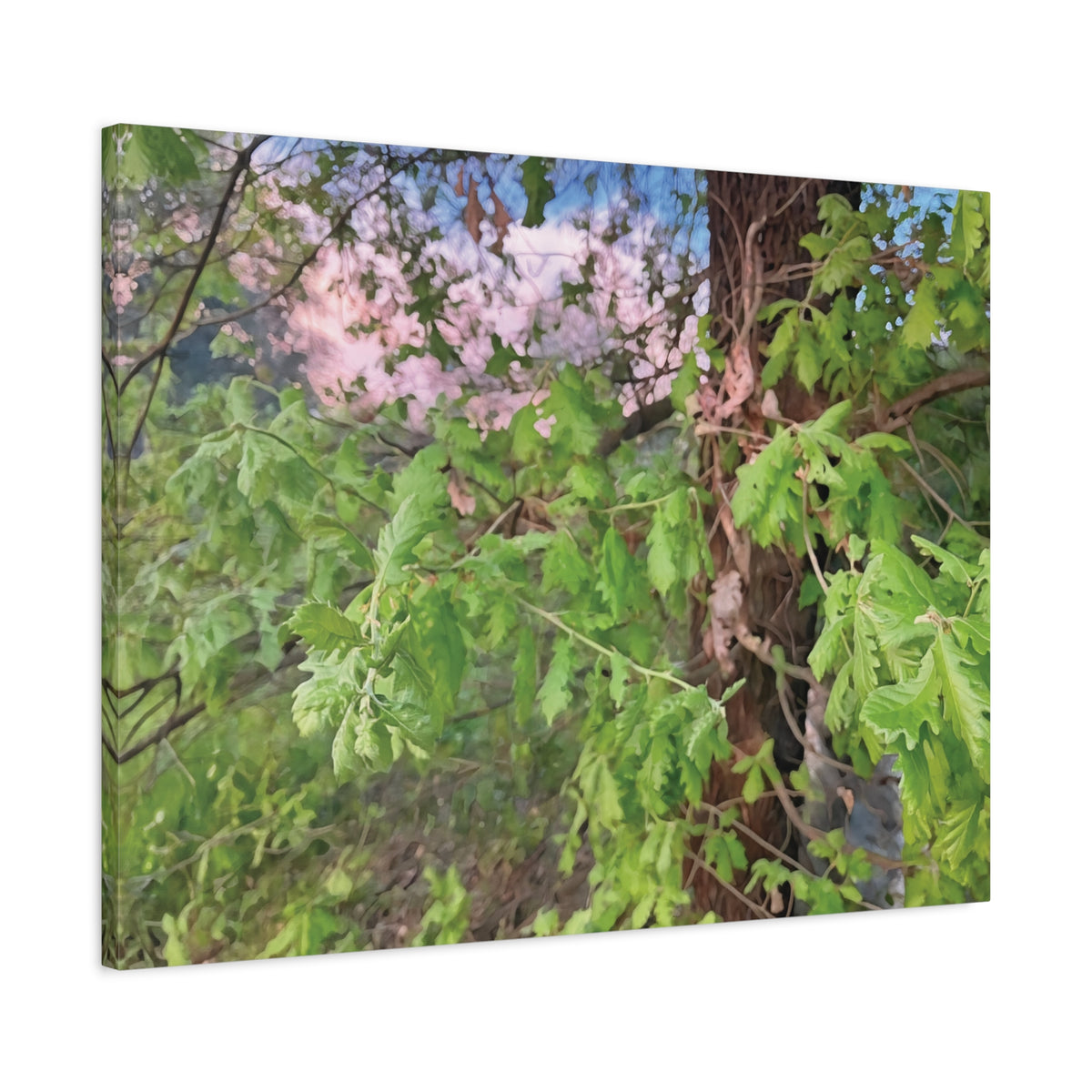 Stretched Matte Canvas - Tree of Holodiscus Dumosus
