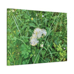 Stretched Matte Canvas - Flower of Thalictrum Aquilegiifolium