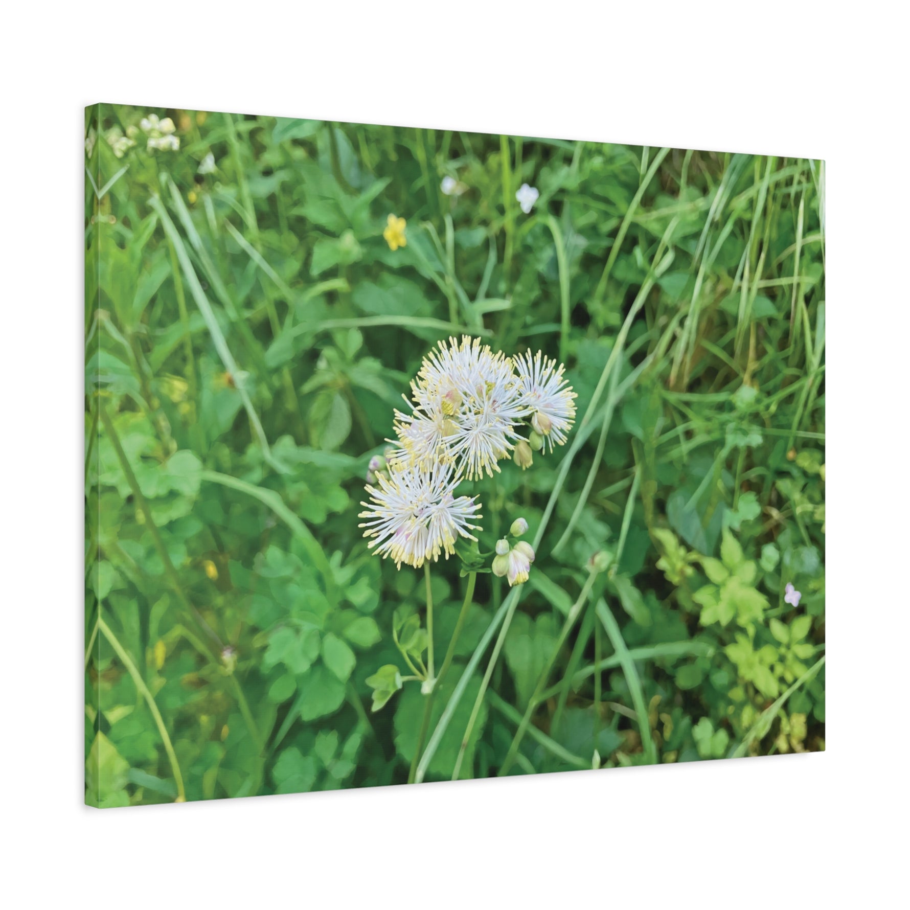 Stretched Matte Canvas - Flower of Thalictrum Aquilegiifolium
