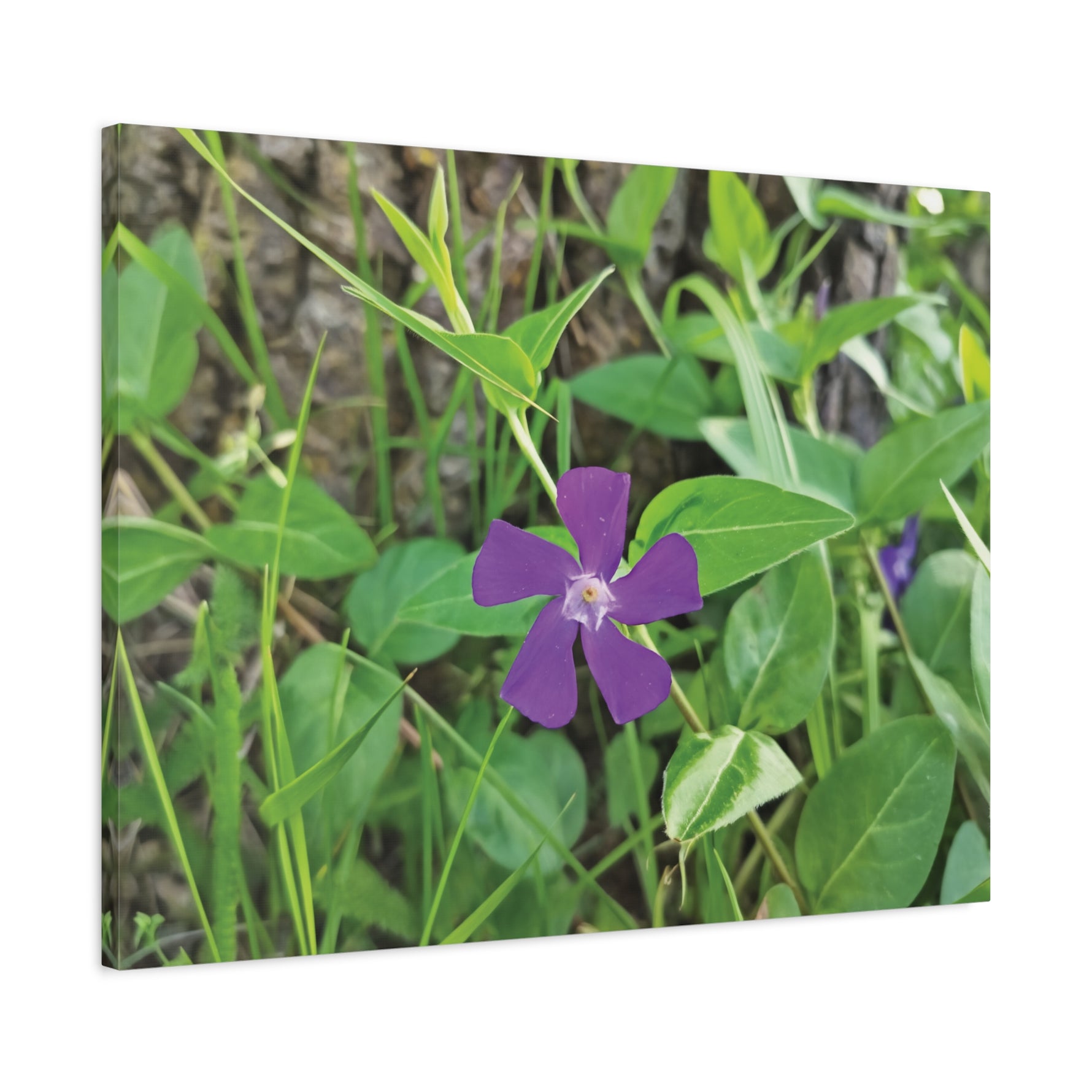 Stretched Matte Canvas - Flower of Vinca Major
