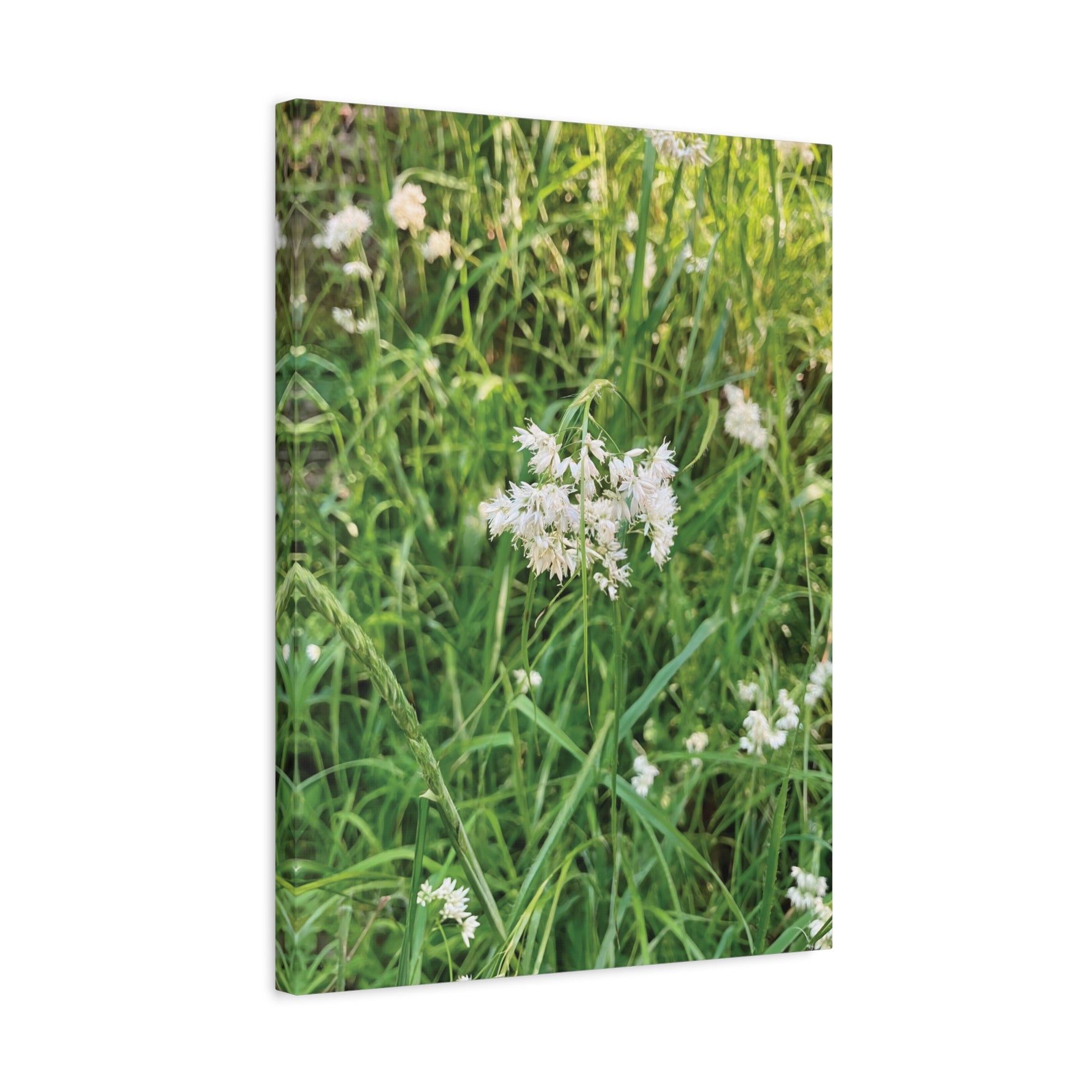Stretched Matte Canvas - Flower of Luzula Nivea