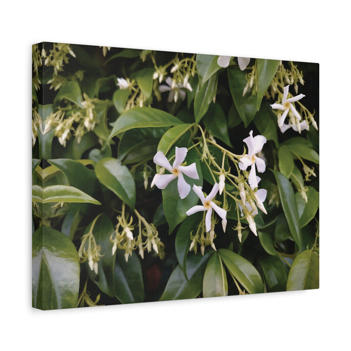 Stretched Matte Canvas - Flower of Gelsomino